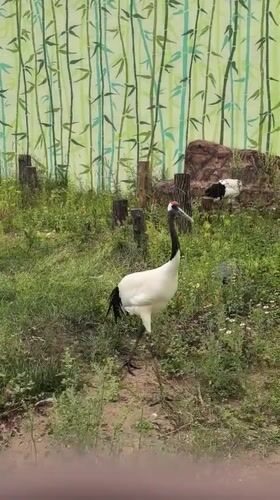 Morning walkthrough of Perm Zoo's cranes, owls, and squirrels