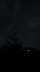 Silhouetted pine tree against a dark Moldovan evening sky
