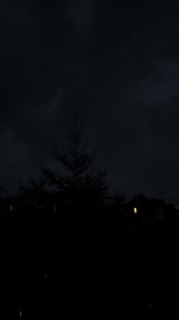 Silhouetted pine tree against a dark Moldovan evening sky