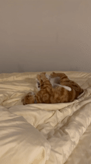 Two cats play-fight on bed in Indonesian resort town