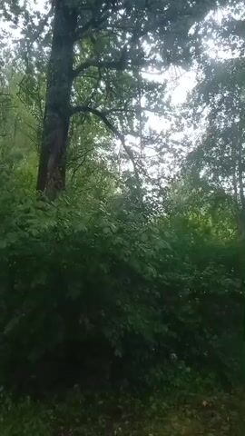 A vertical video captures a dense, green forest with a tall tree trunk visible on the left side. The tree has dark bark and branches that extend upwards, disappearing into the leafy canopy. The foreground is filled with lush green foliage, including bushes and smaller trees. The background also shows more trees and a bright sky, suggesting daylight. The overall impression is that of a natural, outdoor environment.