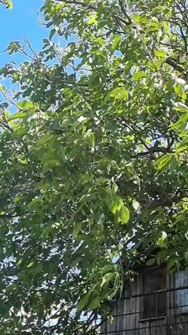 A shot looking up at a tree with green leaves and a blue sky with some clouds. A wooden fence is visible at the bottom right of the frame.