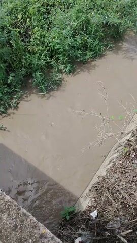 A narrow, muddy canal flows through a vegetated area. The water is a murky brown and appears to be moving. The banks of the canal are lined with concrete on the right and concrete and dirt on the left. Green foliage grows along the left bank, while dry grass and debris are present on the right. The sunlight casts a shadow on the water from the left.