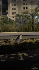 Evening stroll captures herons, sunsets, and dogs in Tel Aviv