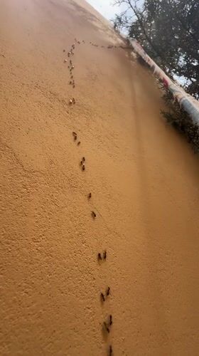 Morning street life observed in Quetta: ants, cycling children