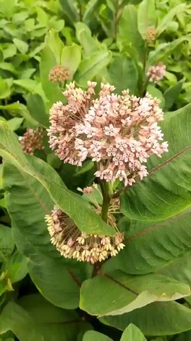 A close-up video focuses on a cluster of pink and white flowers with green leaves surrounding them. A bee is visible on one of the flower clusters, appearing to be collecting nectar. The background shows more green foliage, suggesting an outdoor natural environment. The lighting is natural and appears to be daylight, possibly overcast as there are no harsh shadows. The camera appears to be handheld, with slight movements and focus shifts as it captures the scene. The video is short, lasting only a few seconds, and does not show any people.