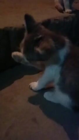 A kitten with dark brown and white fur is sitting on a concrete surface. It is grooming its paw with its tongue. A larger, dark-colored animal, possibly another cat, is partially visible in the background to the left. The lighting is dim, suggesting it may be nighttime or an indoor environment with low light. Another animal, partially visible in the upper right, appears to be light colored, possibly white or cream.