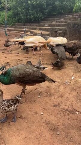The video captures a ground-level view of a flock of various birds gathered on a dirt path. The birds include several peacocks, with one particularly prominent in the foreground facing the camera, displaying its iridescent green neck. To the right of this peacock, another, larger peacock with mottled brown and grey plumage is seen walking. In the mid-ground and background, more peacocks are visible, some with light cream-colored feathers. Alongside the peacocks, there are several ducks, identifiable by their distinct patterns and webbed feet, some of which are pecking at the ground. Several smaller, darker birds, possibly chicks or smaller fowl, are also scattered among the larger birds. The environment appears to be an outdoor enclosure or park, with stone steps and lush green foliage visible in the background. The ground is a dry, reddish-brown dirt, with some scattered rocks and debris. The lighting suggests an overcast or shaded day.