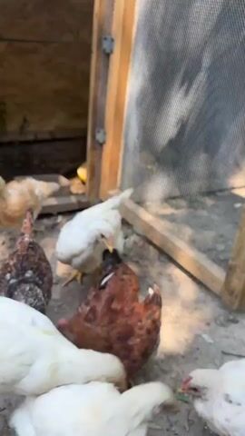 A group of young chickens, some white and some mottled brown and white, are gathered outside a wooden coop with a wire mesh door. One larger brown chicken is visible inside the coop. The ground is covered in dirt and straw. The chickens appear to be pecking at the ground. The camera is positioned low to the ground, close to the chickens.