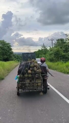 A motorcycle sidecar laden with durians is traveling down a paved road. The rider, wearing a helmet, is in control of the motorcycle. Another vehicle, possibly an SUV, is visible to the right of the motorcycle. The road is lined with green vegetation and trees. The sky is cloudy.