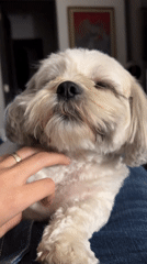Late-night dog petting session captured in Mexico City
