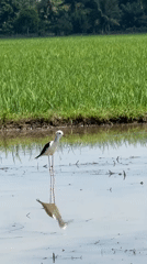 Wading bird and rural roads in coastal Aceh countryside