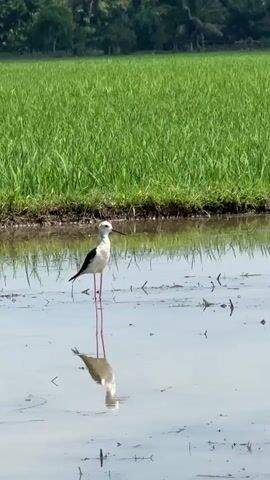 A black and white bird with long pink legs stands in shallow water, its reflection visible below. The bird is facing to the left, with its beak pointed downwards. The water appears to be a flooded rice paddy, with green rice plants visible in the background. The sky is bright and clear. The scene is peaceful and natural, with no human activity or man-made objects in sight.