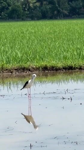 Wading bird and rural roads in coastal Aceh countryside