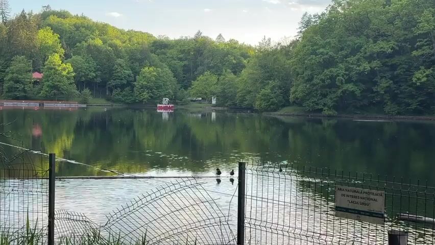 The video shows a view of a lake surrounded by lush green trees. In the foreground, there's a wire fence, and two small birds are perched on the wire. A sign next to the fence reads "Aria Naturala Protejata de Interes National 'Lacul Ursu'", indicating that the area is a protected natural reserve known as Bear Lake. The calm surface of the lake reflects the trees and sky, creating a mirror-like effect. In the distance, there appears to be a small red and white structure or building on the other side of the lake. The scene is serene, and the lighting suggests it could be early morning or late afternoon. There is some human speech in the background.