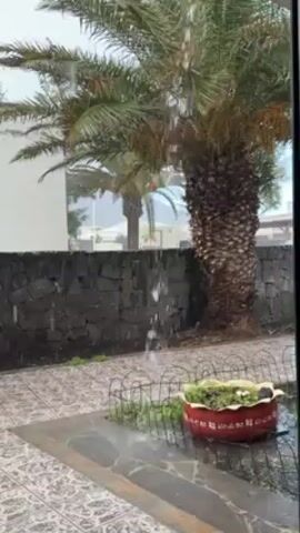 The video shows rain falling outside a window. The scene is a patio with a potted plant in the foreground.  Behind the plant is a low, dark stone wall, and two palm trees stand on the other side of the wall. Rain is visibly falling in sheets from the trees, creating streaks in the air. A white building is partially visible in the background. The overall impression is a tropical location experiencing a heavy downpour.