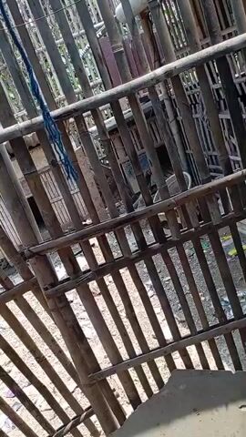 This is a video of a chicken coop constructed from bamboo poles. The coop has a gate made of bamboo slats that is partially open. Chickens can be seen moving around inside the coop. The ground is covered with dirt and some debris. The lighting suggests it is daytime.