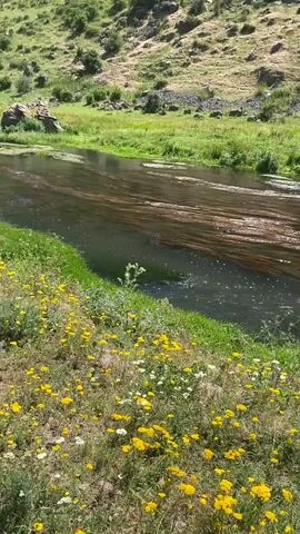 This is a handheld, eye-level, medium shot of a river flowing through a valley. The river is dark blue and appears to have a lot of debris floating on its surface. The banks of the river are lined with green grass and yellow wildflowers. In the background, there are steep, grassy hills. The sun is shining and the sky is clear.