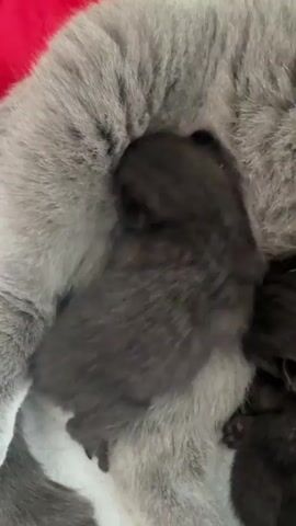 The video shows a close-up shot of a mother cat nursing her newborn kittens. The mother cat is a large, fluffy grey cat with distinct tabby markings. She is lying down, and one of her kittens, which is small and black, is nestled against her chest, appearing to be feeding. The kitten's body is mostly obscured by the mother cat's fur, but its head and a portion of its back are visible. The surrounding environment is soft and appears to be a blanket or bedding, with hints of red fabric in the upper left corner. The focus is on the maternal interaction between the cat and her kitten.