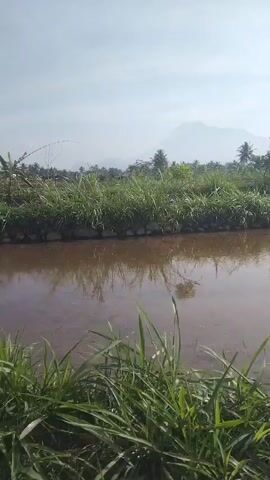 This is a landscape video. The camera is positioned at ground level, looking towards a body of water. The water is brown and reflects the sky and the surrounding vegetation. On the far bank of the water, there is a dense line of tall green grass and other vegetation, with some palm trees scattered among them. In the distance, there is a mountain, and a house with a red roof can be seen amongst the trees. The sky is clear and pale blue.