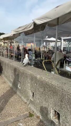 A seagull stands on a concrete wall. Behind the wall is a restaurant with outdoor seating. People are visible inside the restaurant, seated at tables. A menu is attached to the glass window of the restaurant. The sky is visible in the background.