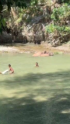 Two young children are in a river. One child is in the foreground, facing away from the camera, splashing water. Another child is in the middle ground, also facing away. In the background, partially submerged in the water, are two water buffalo. The riverbanks are steep and covered in vegetation and exposed roots. Sunlight filters through the trees, creating dappled light on the water.