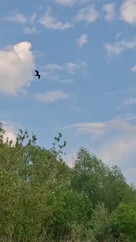 The video shows a bird flying in the sky. The sky is blue and has scattered white clouds. The bird appears dark against the bright sky. Below the sky, there is a line of green trees and bushes. The camera follows the bird as it soars across the sky.