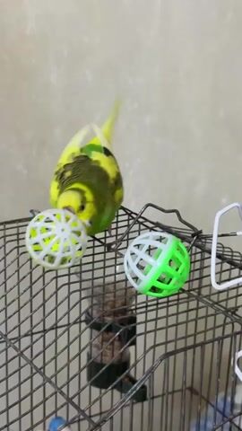 A small green and yellow budgie is perched on the top of a metal bird cage. Next to the bird is a green and white plastic ball. The budgie shifts its weight and bobs its head. The budgie then hops forward and to the right, away from the ball. The budgie bobs its head again.