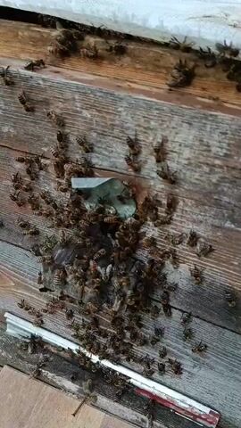 The video shows a close-up view of a beehive, with a large number of bees present. In the first few seconds, the camera focuses on the entrance of the hive, where bees are swarming around a small piece of debris. The camera then pans upwards, revealing the interior of the hive, which is filled with frames covered in bees. A white cloth, likely used as a cover for the hive, is being lifted to reveal the contents. The frames are made of wood and appear to be stacked closely together. The bees are seen crawling on the frames and on the cloth. The environment outside the hive, visible in the background, is blurry but appears to be green, suggesting an outdoor setting. The lighting is natural, indicating the video was likely shot during the day. The action primarily involves the movement and clustering of bees within the hive. There are no humans clearly visible, except for a hand briefly seen lifting the cloth.