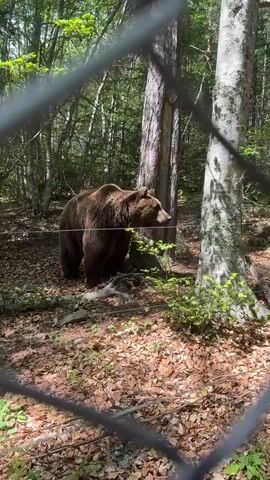 The video shows a large brown bear standing in a forest. The bear is facing the camera and appears to be looking directly at it. The bear is standing among trees and fallen leaves. There is a wire fence in front of the bear, indicating it is in an enclosure. The bear's fur is thick and brown, and it has a large head with small ears. The bear is a majestic and powerful animal.