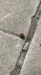 Ladybug tracked through spring garden in Ulyanovsk park