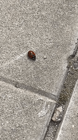 Ladybug tracked through spring garden in Ulyanovsk park