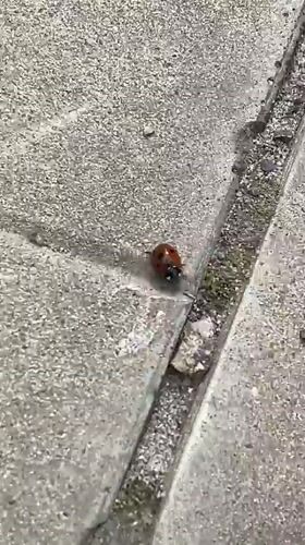 Ladybug tracked through spring garden in Ulyanovsk park