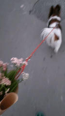 Evening stroll with flowers and groceries captured in Budva