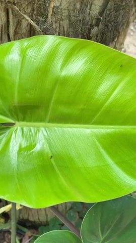 A close-up video focuses on a vibrant green leaf with prominent veins. The leaf appears to be part of a plant, with other dark green leaves visible in the foreground and background. A tree trunk is partially visible behind the leaf. A small black ant is walking on the surface of the leaf. The lighting suggests an outdoor, natural environment.