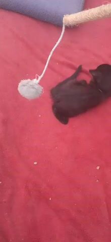 A small, black kitten is playing with a toy on a red blanket. The toy is a string with a fluffy ball at the end. The kitten is batting at the ball with its paws. In the background, there is a purple pillow and a scratching post.