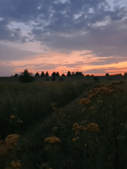 Yellow wildflowers and a vivid dusk sky outside Tczew
