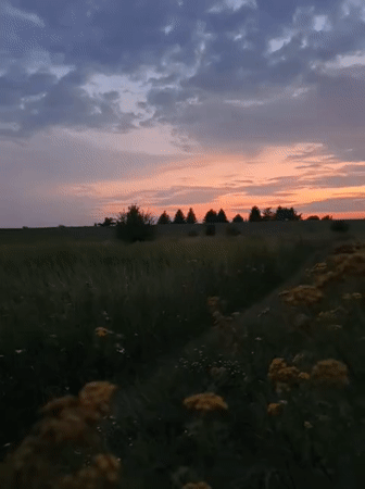 Yellow wildflowers and a vivid dusk sky outside Tczew