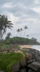 Dogs rest on sandy beach in Ahangama, Sri Lanka