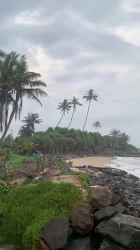 Dogs rest on sandy beach in Ahangama, Sri Lanka
