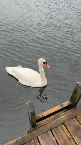 The video shows a swan swimming in dark water near a wooden dock. The swan is white with an orange beak. The water is choppy with ripples. The dock is made of weathered wooden planks. The lighting suggests an overcast or cloudy day. The camera angle is from slightly above the water, looking down at the swan and the dock.