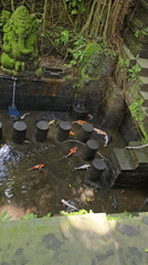 Dawn monkey activity recorded at Ubud Sacred Forest Sanctuary