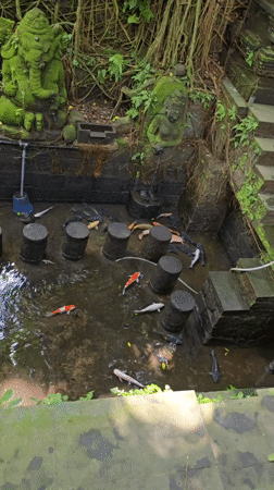 Dawn monkey activity recorded at Ubud Sacred Forest Sanctuary