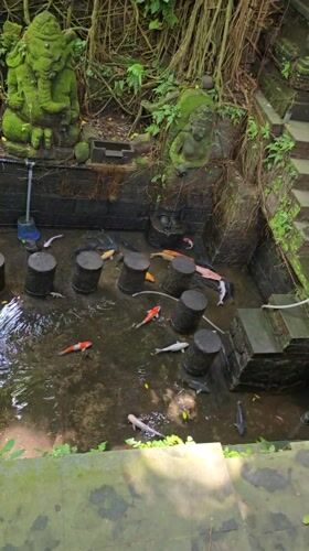 Dawn monkey activity recorded at Ubud Sacred Forest Sanctuary