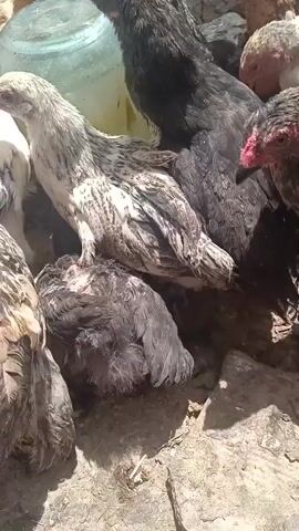 A flock of chickens are gathered around a glass jar. The chickens are of various colors including white, black, and brown. Some of the chickens are drinking from the jar. The environment appears to be outdoors with dirt and rocks on the ground.