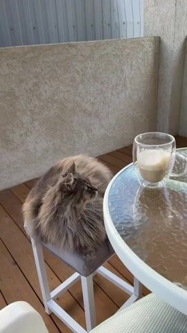 A fluffy grey cat rests on a small white stool on a wooden deck beside a round glass-topped table with a mug of coffee. A person’s hand enters the frame to pet the cat on its head.  The cat looks around and slightly lowers its head to accept the affection. A partial view of a white chair is visible on the lower left. A light-colored wall extends across the background. The scene is well-lit.