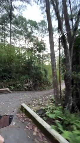 This media file captures a first-person perspective of a motorcycle ride through a forest road, likely in the Lang Biang area of Đà Lạt, Vietnam. The scene is dominated by tall, slender trees, characteristic of a pine forest, with lush green foliage creating a dense canopy overhead. The road itself appears to be unpaved, with a gravelly and dirt surface, interspersed with fallen leaves and some rocky patches, suggesting a natural or rural environment.

The time of day appears to be late afternoon or early evening, as the light filtering through the trees has a warm, golden hue, and the sky is a soft, dusky blue. This suggests a tranquil and possibly cool weather condition. The overall atmosphere is one of serene exploration and immersion in nature.

Visible objects include the handlebars and a rearview mirror of the motorcycle, indicating the viewpoint of the rider. There are also glimpses of what might be small wooden bridges or railings along the side of the road, hinting at established pathways or scenic spots within the forest. The presence of a hand, presumably the rider's, is visible in the foreground, further reinforcing the first-person perspective.

No visible text is present in the media file. The activity is clearly a motorcycle journey through a picturesque forest, offering a sense of adventure and appreciation for the natural landscape. The setting, with its tall trees and winding dirt path, evokes a feeling of peaceful solitude and natural beauty.