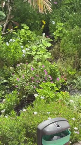 The video pans across a lush garden filled with various green plants and small white and pink flowers. In the foreground, a dark grey trash bin with a green liner is visible. Behind the trash bin, the garden features a variety of plants, including a large rosemary bush on the right. Some yellow flowers are also scattered throughout the greenery. The overall scene is of a well-maintained outdoor garden.