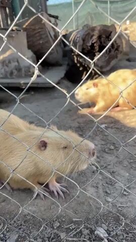 The video pans across an enclosure, focusing on several animals. In the foreground, a light-colored rodent-like animal with light brown fur is visible through a chain-link fence, its head turned to the side with its eyes closed. Behind it, another similar animal, also with light brown fur, is visible. The background shows a wooden structure, possibly part of a pen or enclosure, with logs and other materials. Further back, a dark-colored animal with striped fur, resembling a raccoon or a similar creature, is seen moving near the base of the wooden structure. The ground is dirt with some patches of grass. The scene appears to be outdoors, with sunlight casting shadows.