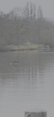 The video shows a bird flying across a river on a cloudy day. The water is calm, and trees line the opposite bank. The bird is dark and can be seen reflected in the water. As the bird continues to fly, the perspective shifts, and a pink object comes into view in the foreground. A metal post with a chain is visible as well.
